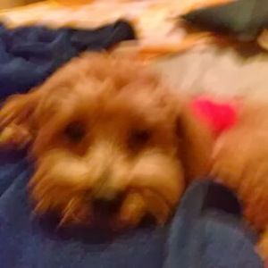 Meet your Posher, Geneva